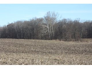 Property photo 8 - LAND AUCTION - 60+/- ACRES IN 1 TRACT IN DAVIESS COUNTY, INDIANA